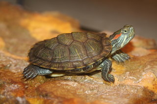 Is a Turtle Right for You?