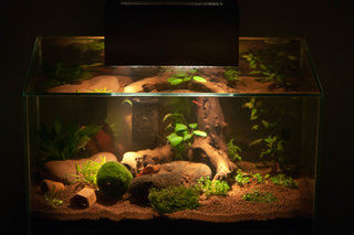 How to Find the Best Aquarium Tank for Your Turtle