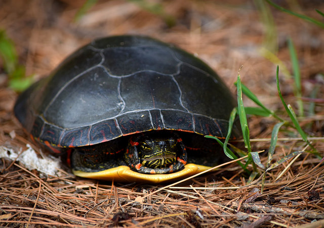 Turtle without Pyramiding