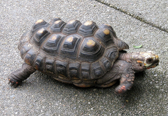 Tortoise with severe pyramiding